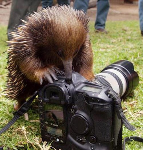 [funny-animals-in-front-of-camera-09.jpg]
