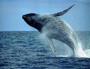 baleia jubarte em morro de sao paulo