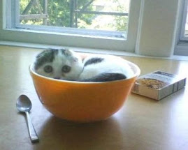 Kitty bowl