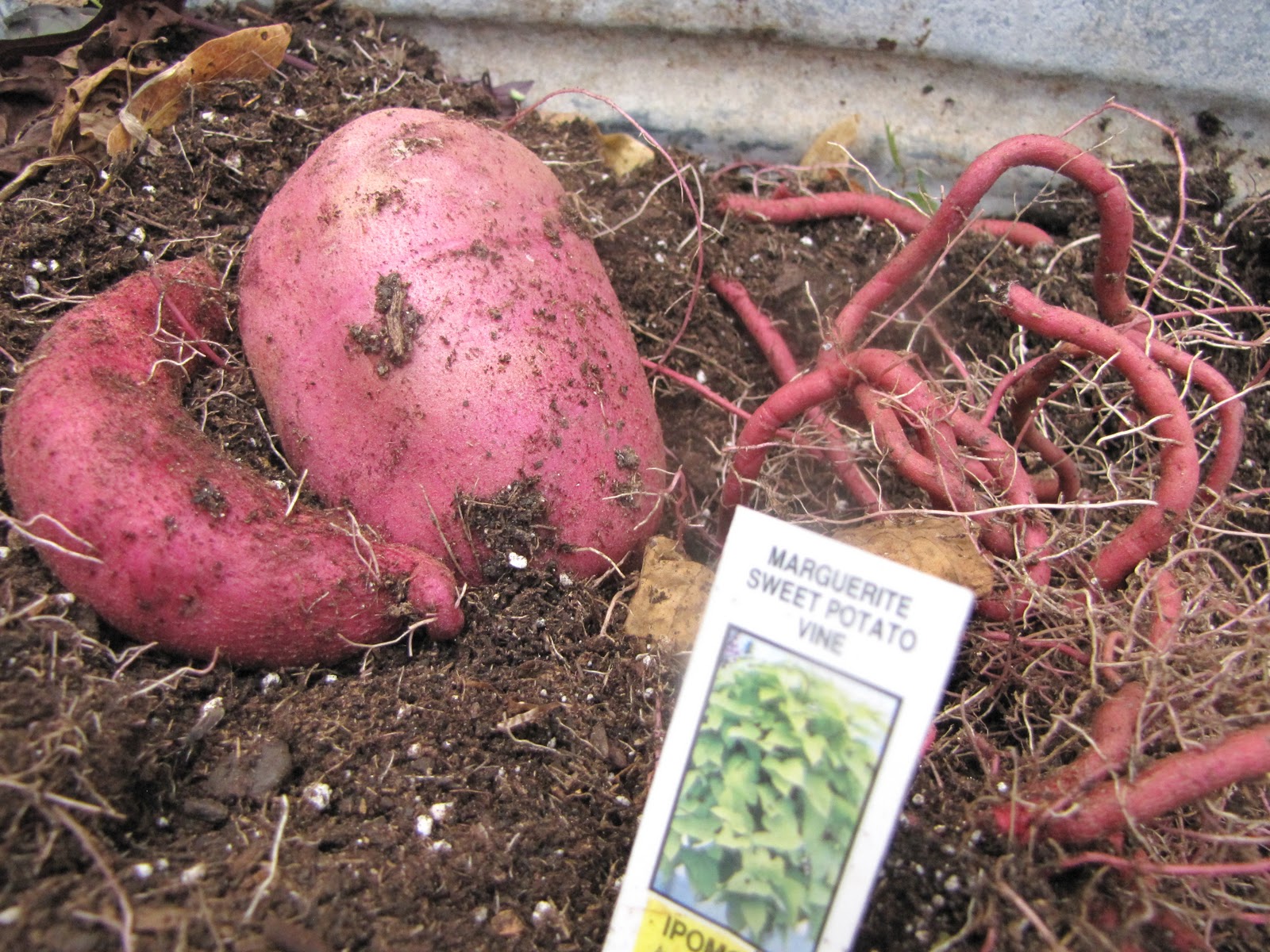 A Corner Garden My Annual Sweet Potato Vine Taste Testing Yes You a-corner-garden-my-annual-sweet-potato-vine-taste-testing-yes-you