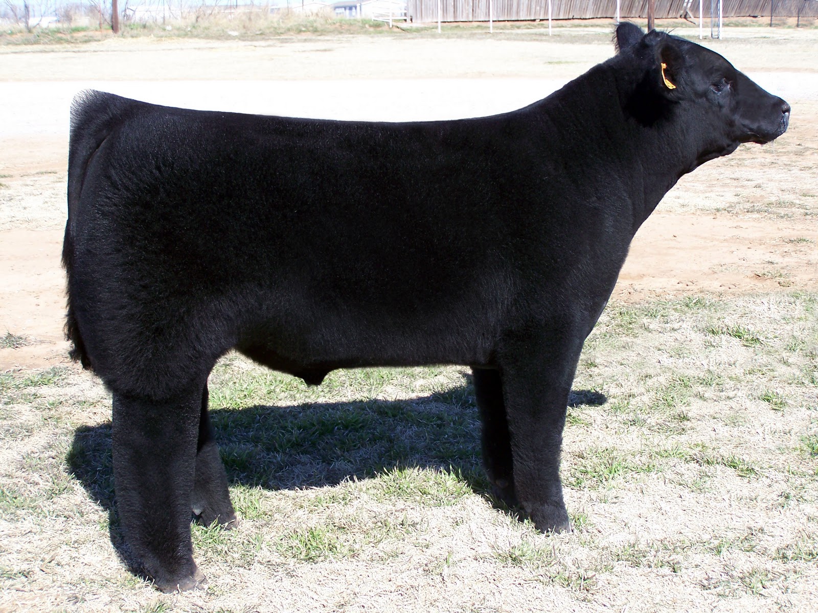 Lautner Farms Bulls for Lease!