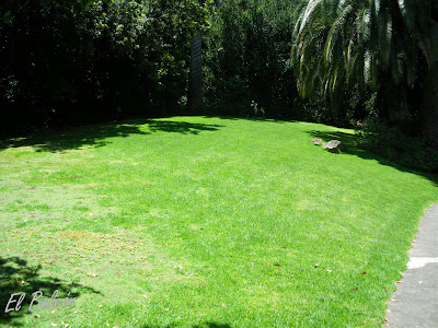 La decisión de escoger el césped | El Balcón