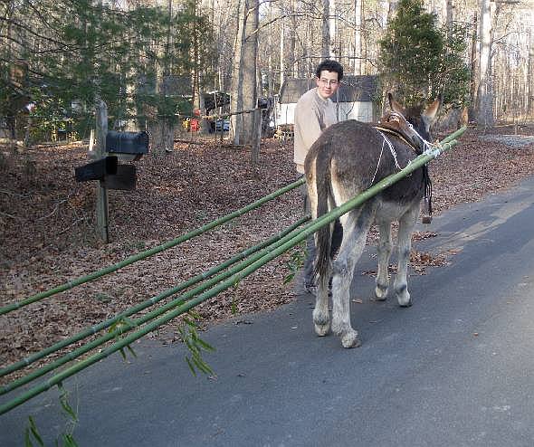 donkey at work hauling bamboo