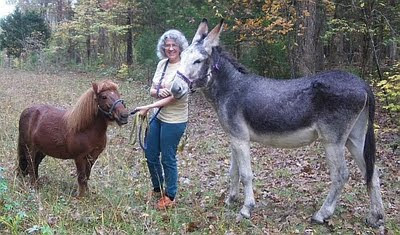 horse and donkey
