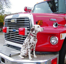 Fire Dog Argus