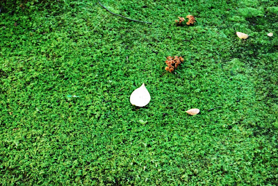 Destino: Japón: Nara (奈良市) - 2º parte