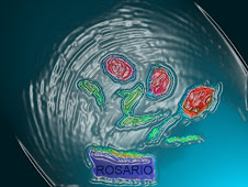 Rosas