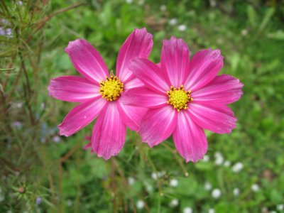 [aster-pink-flower-amellus4656.jpg]