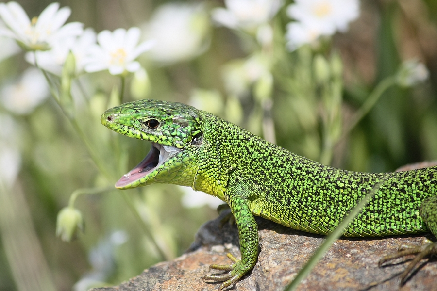 Le lézard vert Musardage du côté de Trégunc