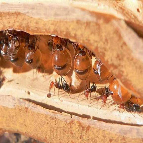 Honey pot Ants