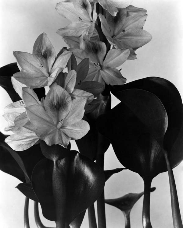 The Lucky Magnet Imogen Cunningham the-lucky-magnet-imogen-cunningham