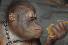 With its mother killed this orangutan's new owner keeps it chained up.