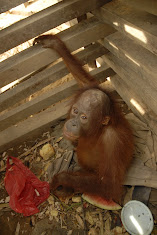 Another palm oil victim