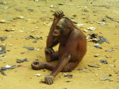 Bored and hungry - for as long as this orangutans lives