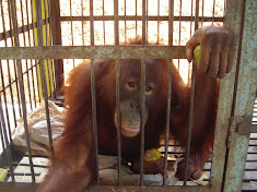 Solitary confinement courtesy of Indonesian zoo