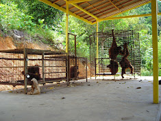 Torture chambers for orangutans at an Indonesian zoo