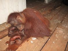 Tortured by palm oil company employees