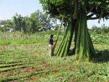 Kenaf: Kenaf Processing