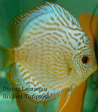 Discus Brillant Turquesa