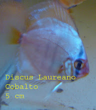 Cobalto de 5 cm