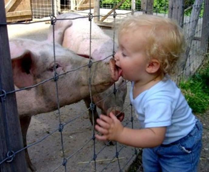 [pig+kiss.png]