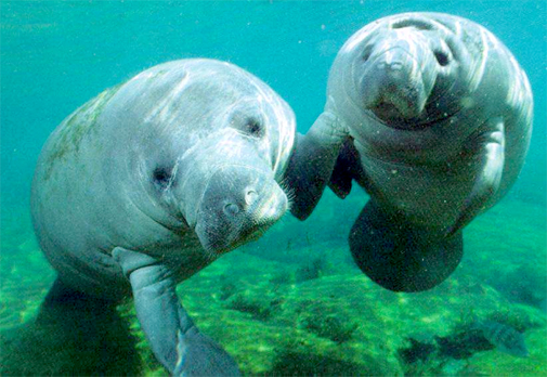 Save the Manatees!