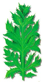 [Cardo-corredor_fmt.jpg]