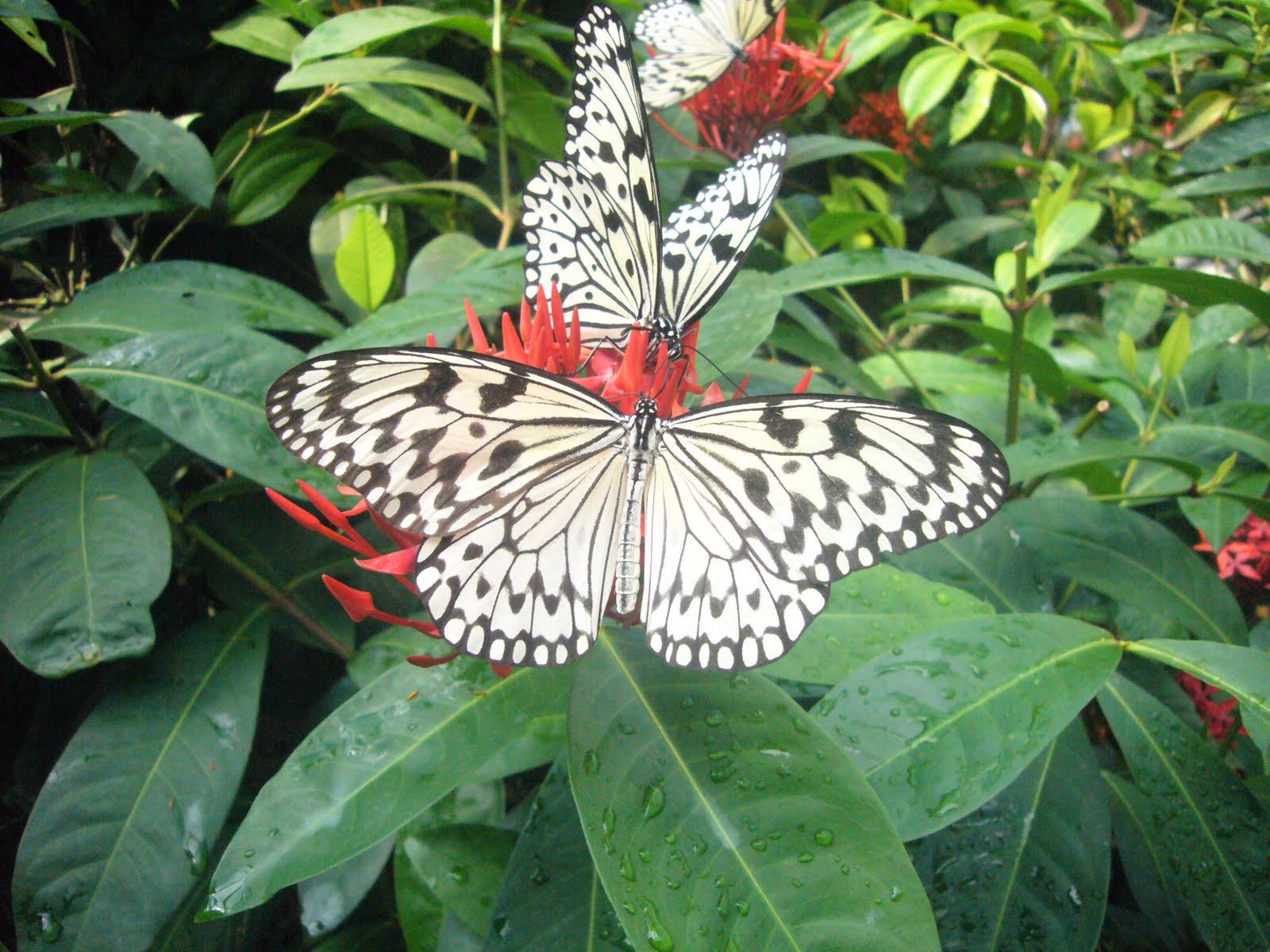 Butterfly Farm