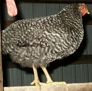 Barred Chickens