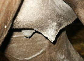 Mare Waxing Picture