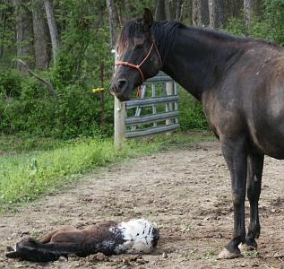 New foal is born