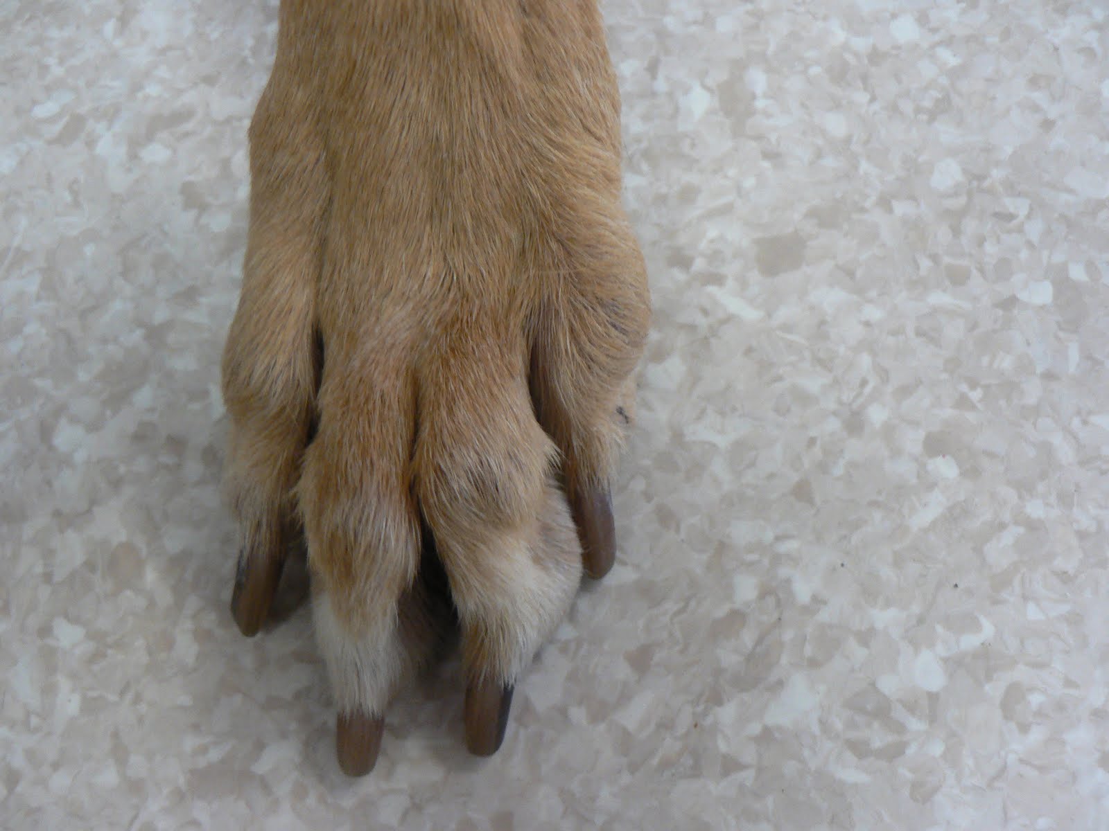 Aragon Greyhounds Toe Injury