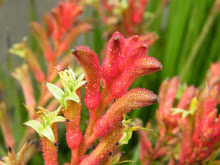 KANGAROO'S PAW