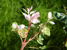 BREYNIA DISTICHA 'ROSEO-PICTA'