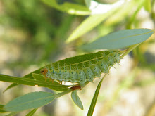 CATERPILLAR