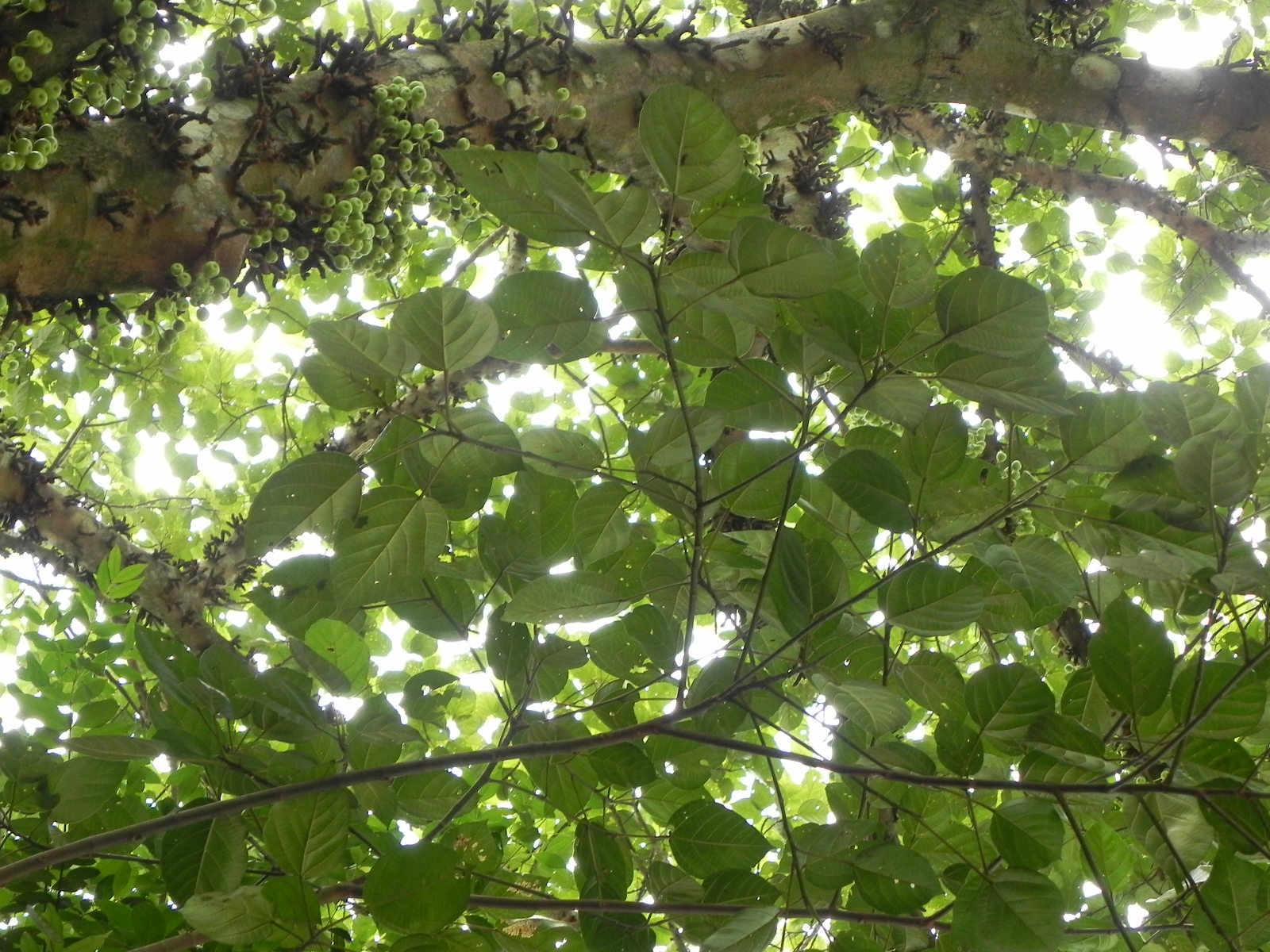 my GRdening frenzY FICUS RACEMOSA