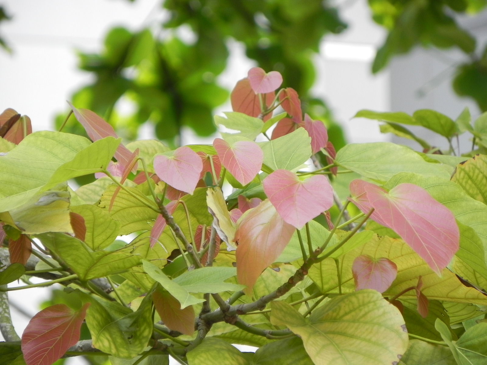 My grdening frenzy pterygota alata