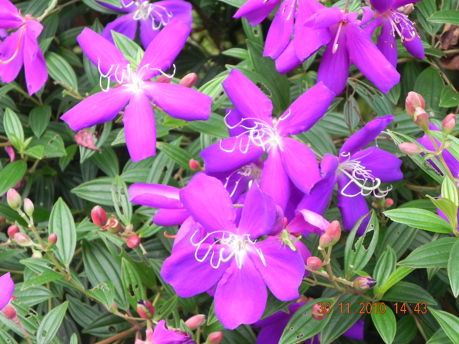 my GRdening frenzY TIBOUCHINA GRANULOSA