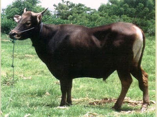 gambar peternakan sapi gambar peternakan sapi