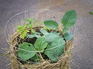 Humedeciendo columna de patatas