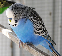 budgie.jpg