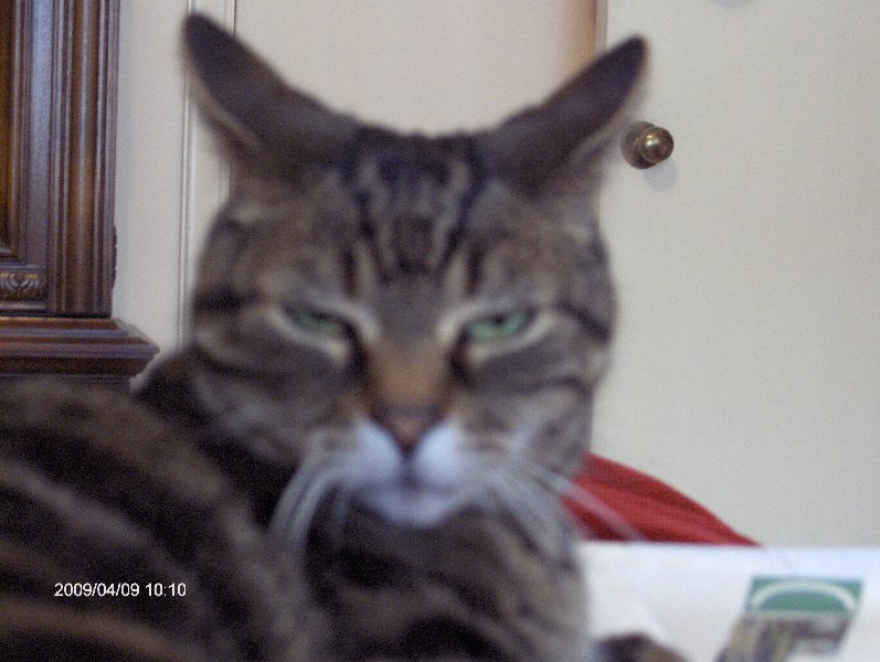 [=^..^=Norman_playing_owl_HPIM0928.jpg]