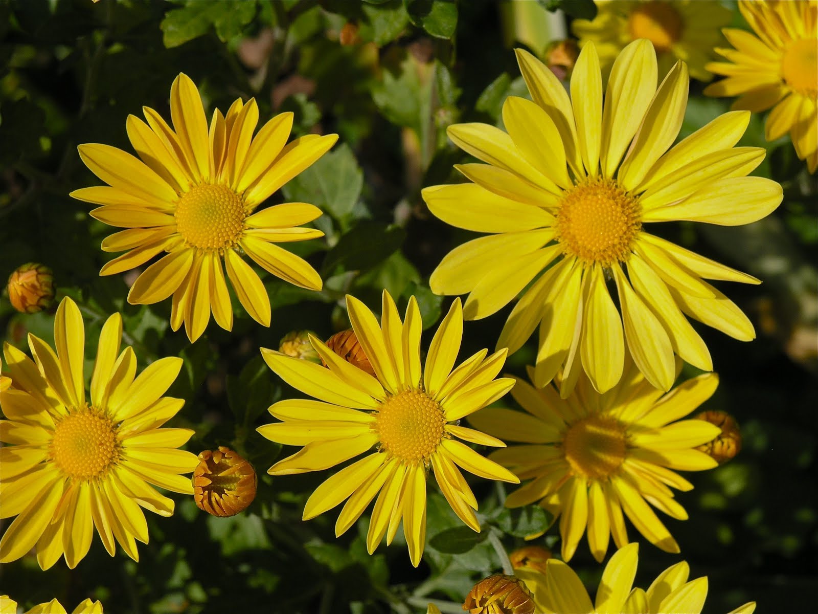 [yellowflowers.jpg]