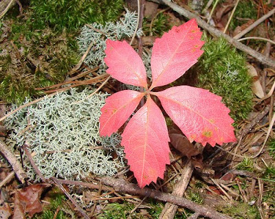 five leafed ivy