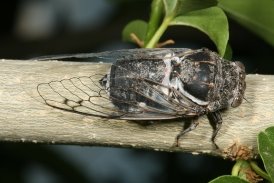 Cicadas Picture