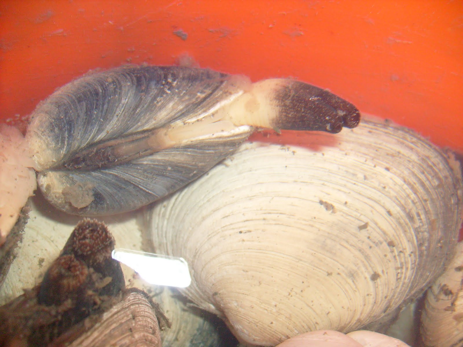Ebey's Forever: Clam-digging