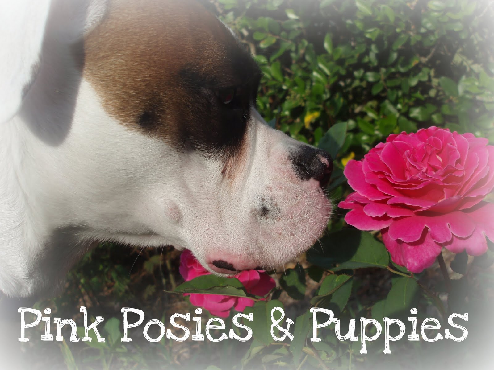 Pink Posies and Puppies