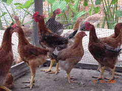 AYAM KAMPUNG