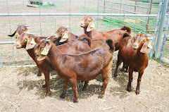 KAMBING BERKUALITI TINGGI: Boer, Red Boer, Anglo Nubian, Saanen