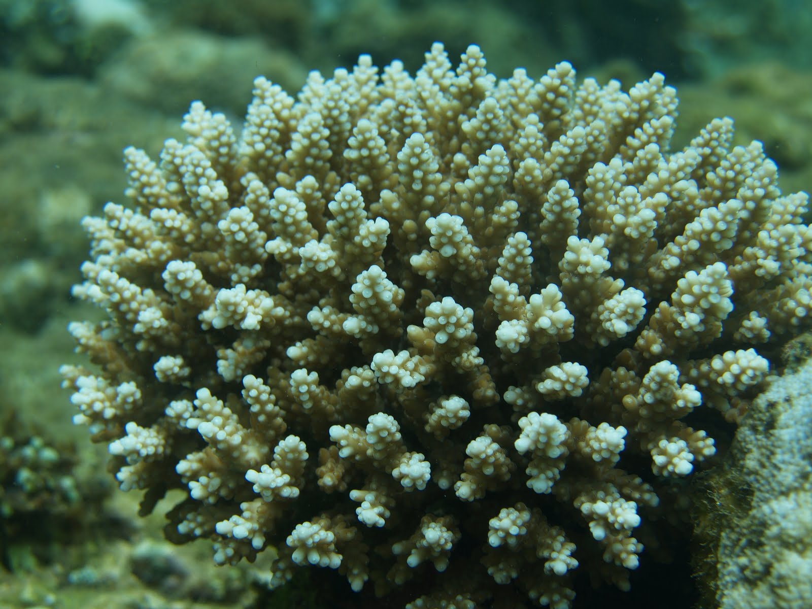 Myblog: Terumbu Karang (Coral Reef)